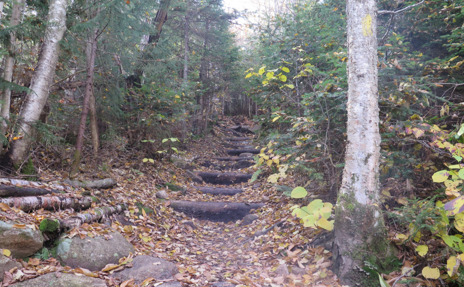 Trip Report Is Tom, Field, Willey a hard hike? Protean Wanderer