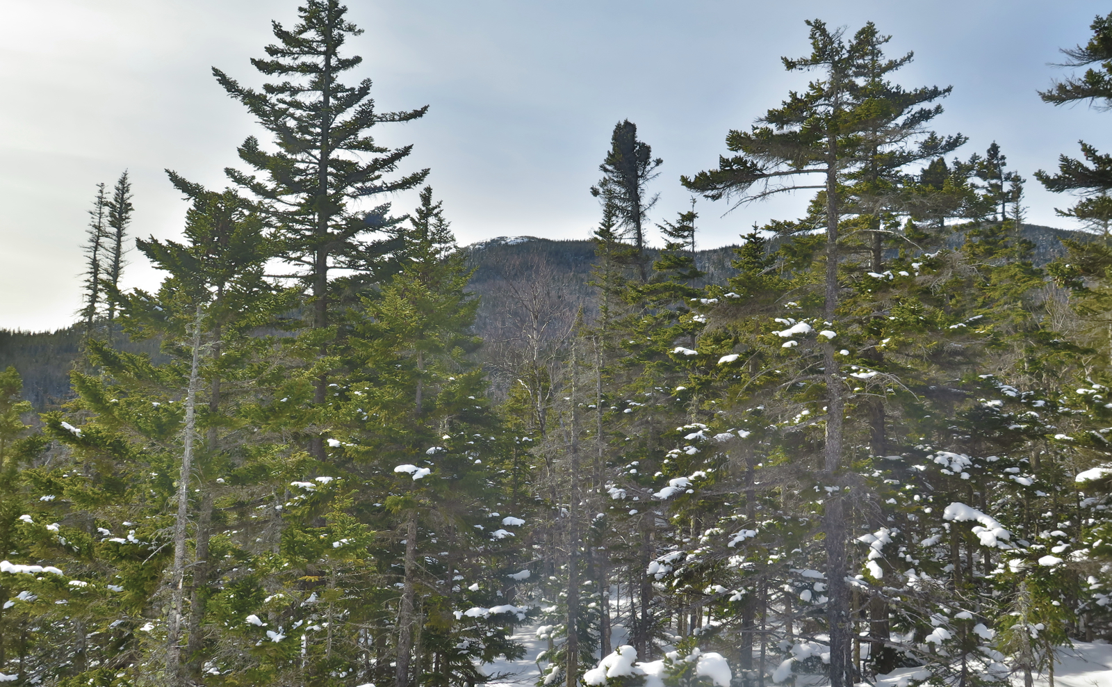 Trip Report Is Mt Isolation always this crowded in winter? Protean Wanderer