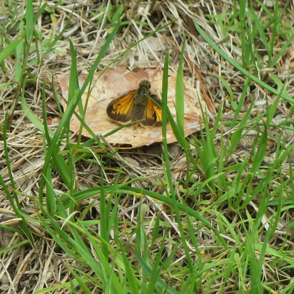 Pretty sure this is a Hobomok Skipper butterfly.