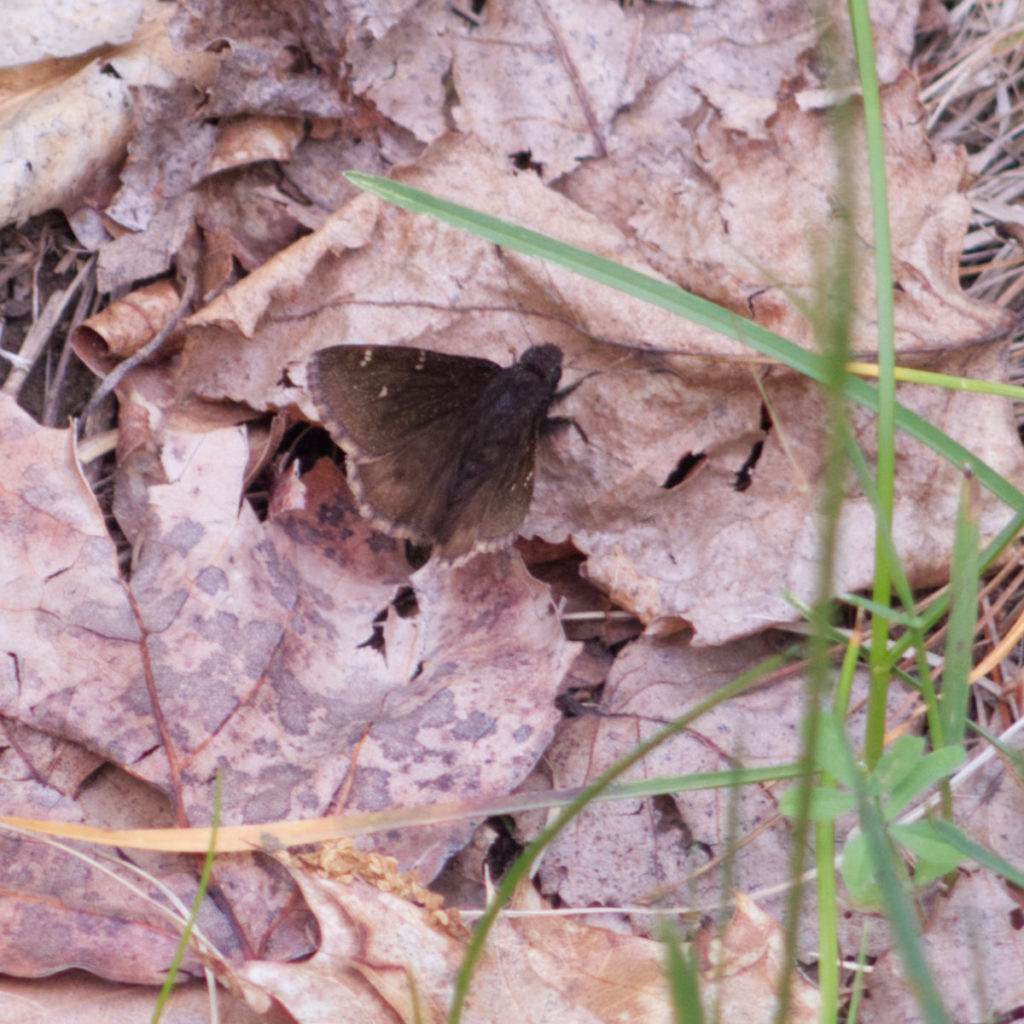 Likely a Northern Cloudywing butterfly. 