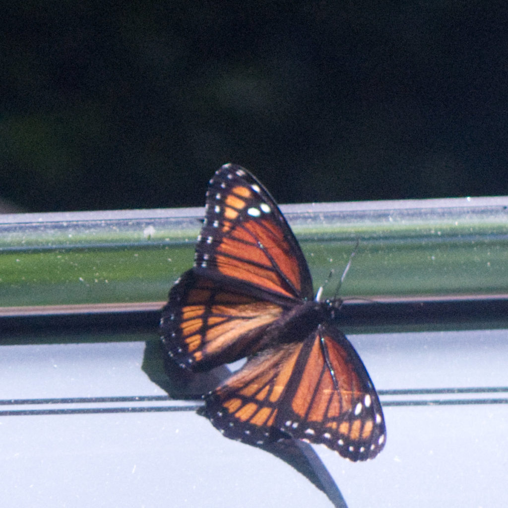 Monarch butterfly. The only one that hung around long enough for me to take a picture. 