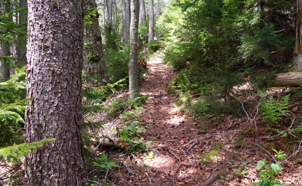 The effect is a bit subtle in this image, but the trail very consistently led up. This is very much a fall line trail. 