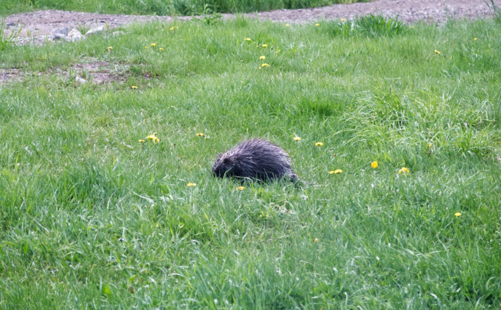 A porcupine, happily munching away at the grass. 