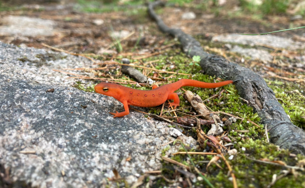Red spotted newt. 