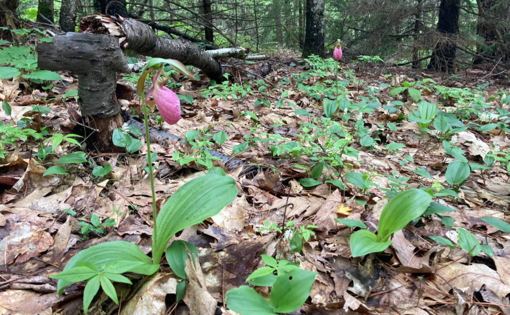 Two of the massive abundance of pink lady slippers I saw today. 