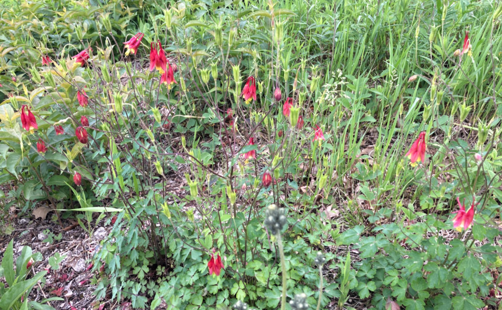 A bunch of red columbines. 