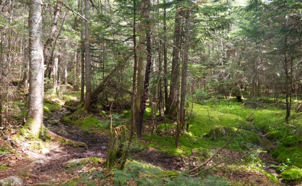 Moss. Stream. Trees. Solitude. 