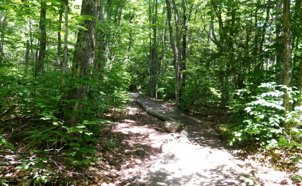 Hiking Osceola Mountain: First part of the Mt Osceola Trail from Tripoli Road. 