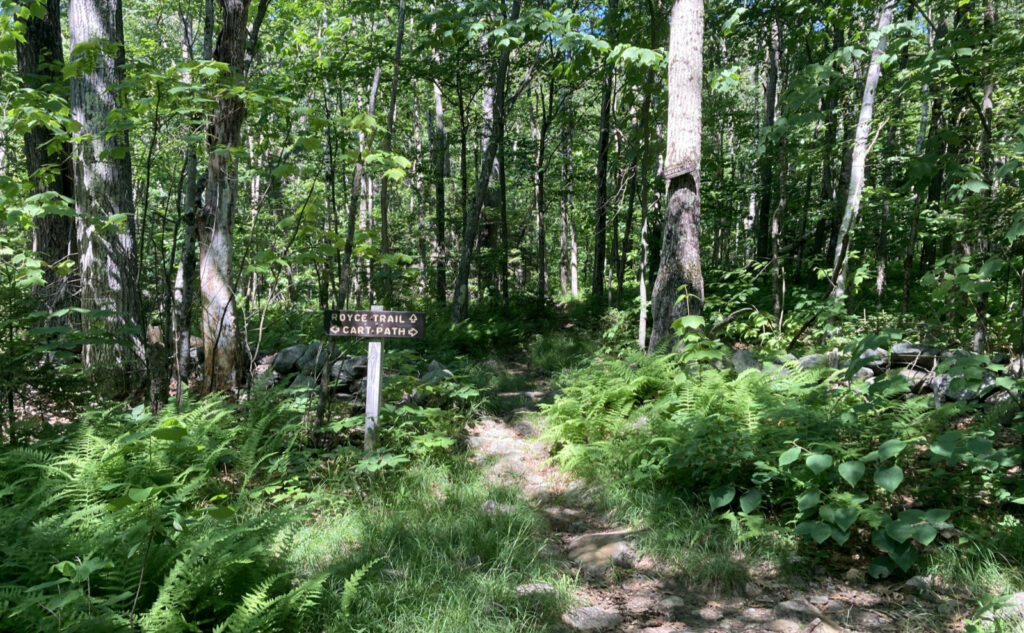 Royce trail, AKA Metacomet-Monadnock Trail on Mt Monadnock, New Hampshire. 