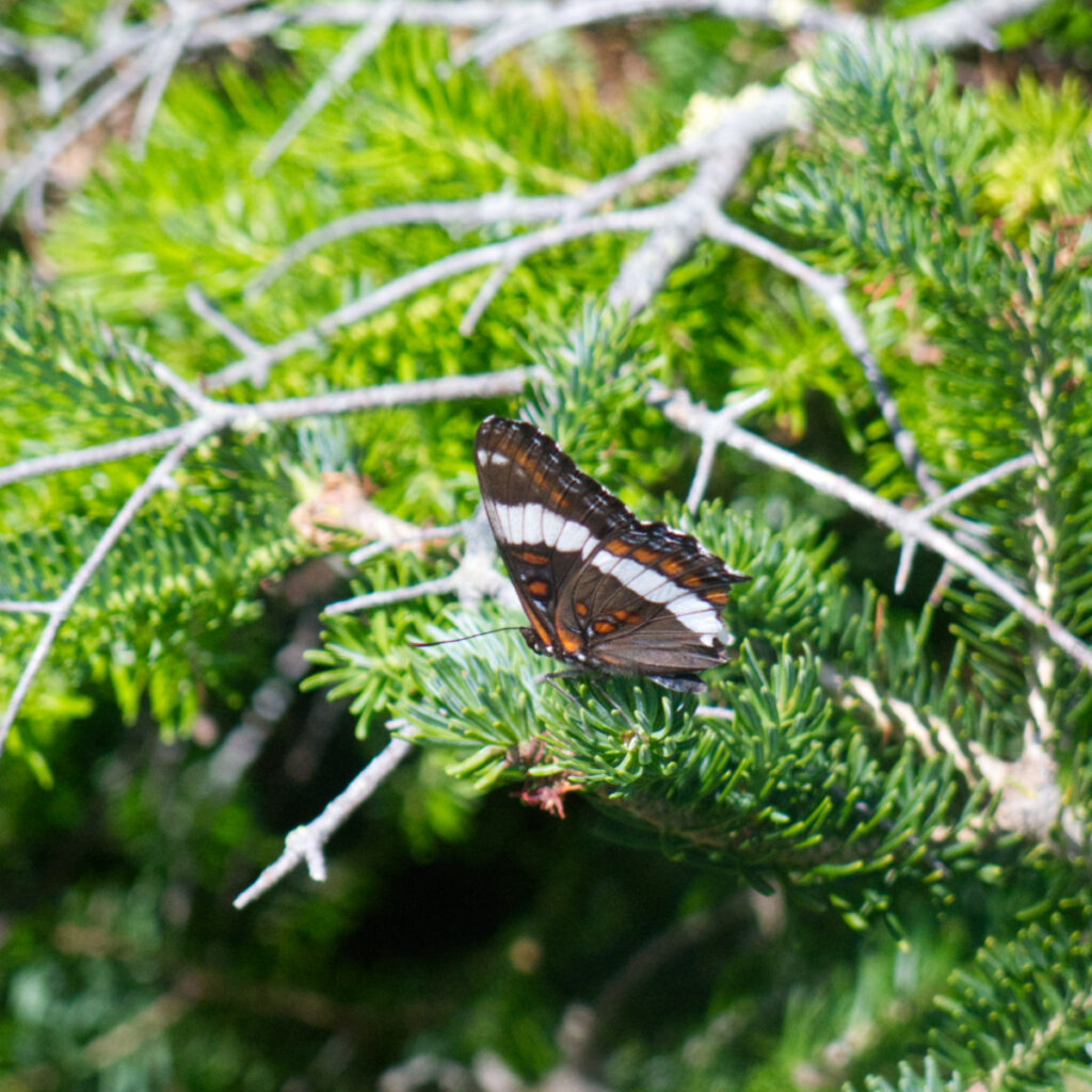 Pemi Loop 2022: White Admiral butterfly sitting on a fir tree branch. 