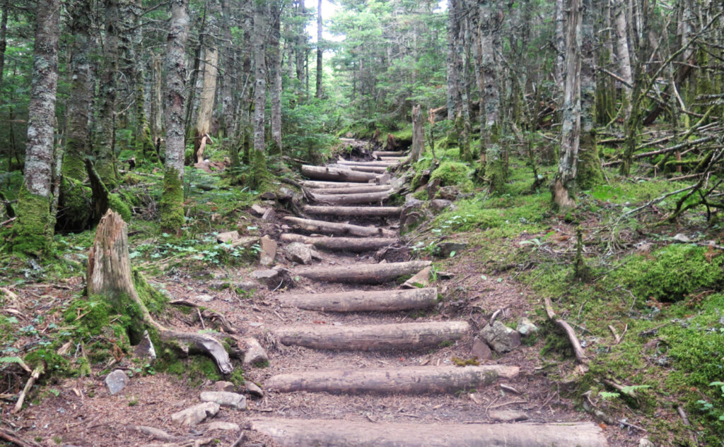 Mt Tom, Field, Willey log stairs near summit of Mt Tom. 
