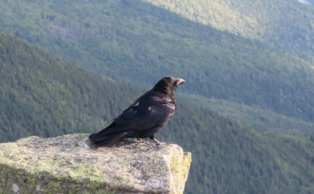 Pemi Loop 2022: A photo of a raven. 