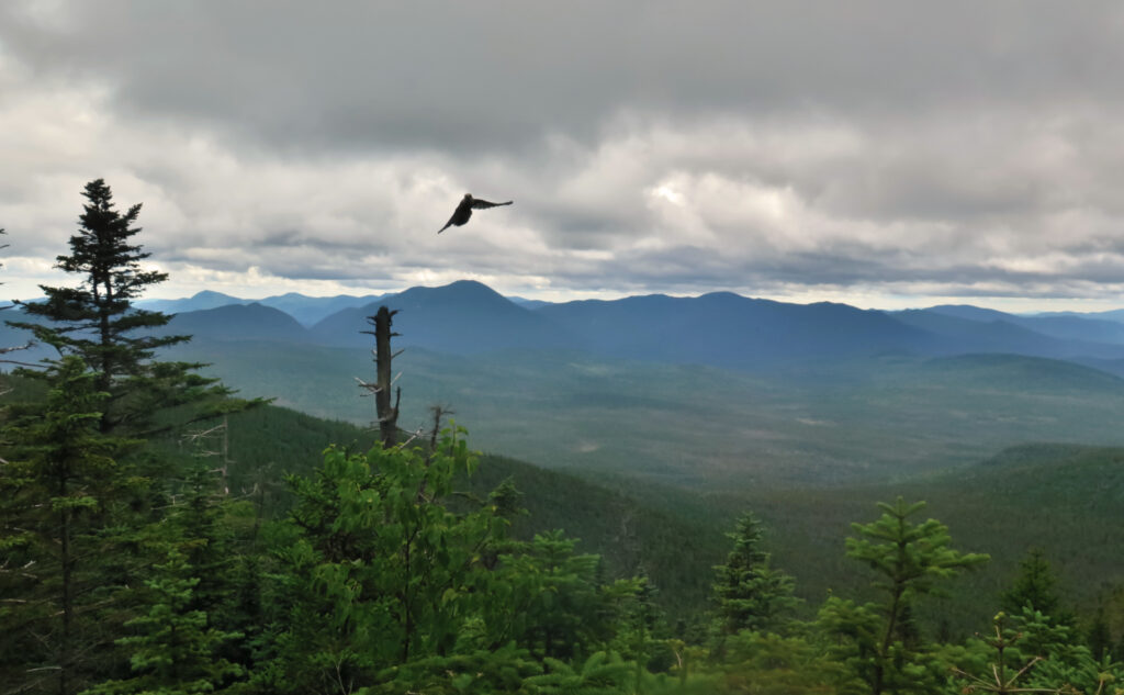 Mt Tom, Field, Willey Canada jay near Mt Field. 
