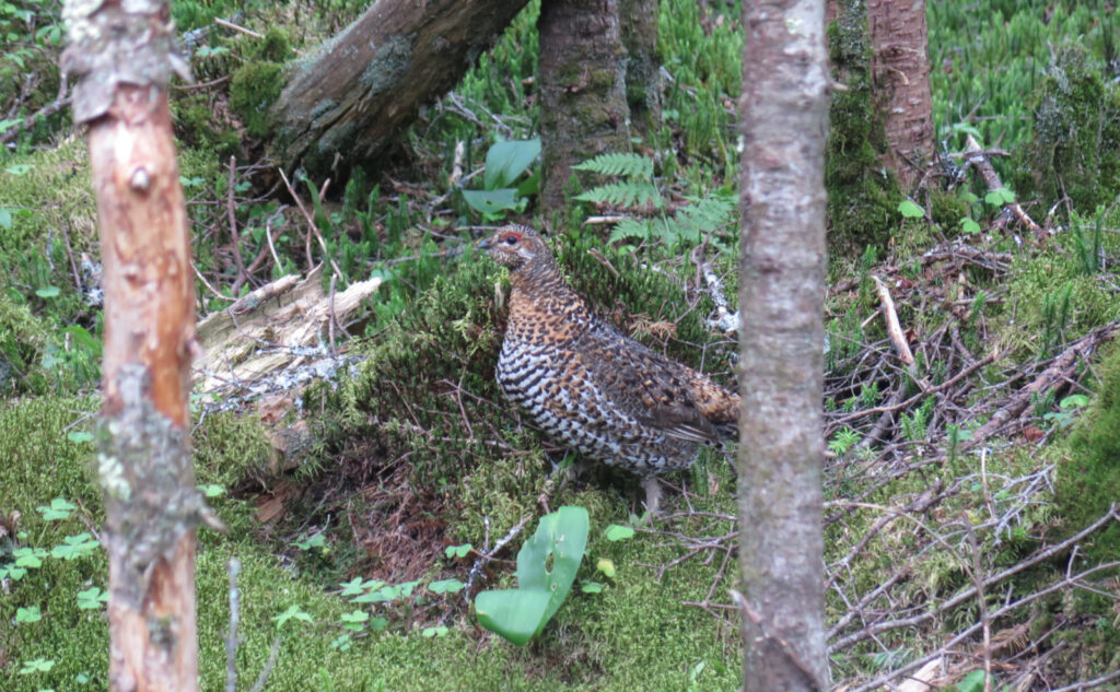 Pemi Loop 2022: Spruce Grouse. 