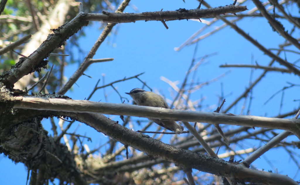 Pemi Loop 2022: Red Nuthatch. 