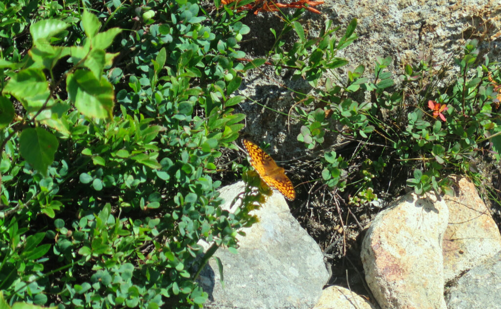 Pemi Loop 2022: Great Spangled Fritillary butterfly. 