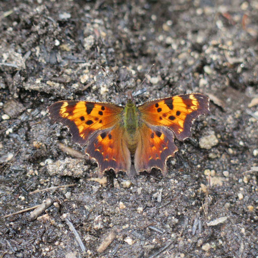 Likely an Eastern comma (Polygonia comma) 