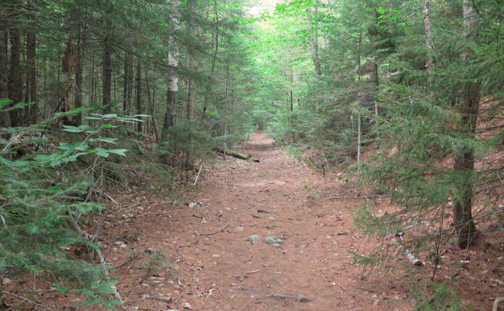 Straight section of the Franconia Brook Trail. 