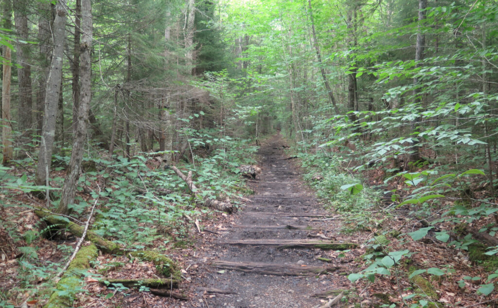 Railway sleepers on the Franconia Brook Trail. 