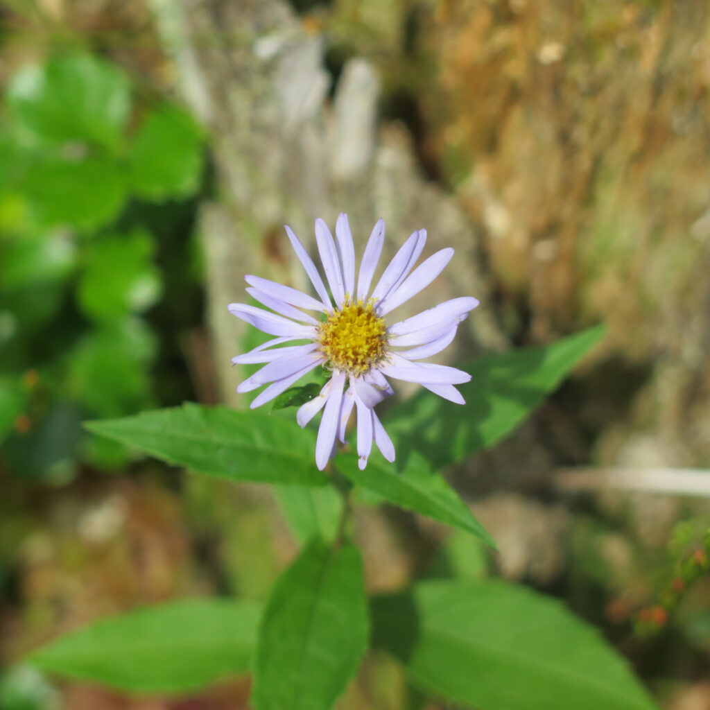 New York Aster. 