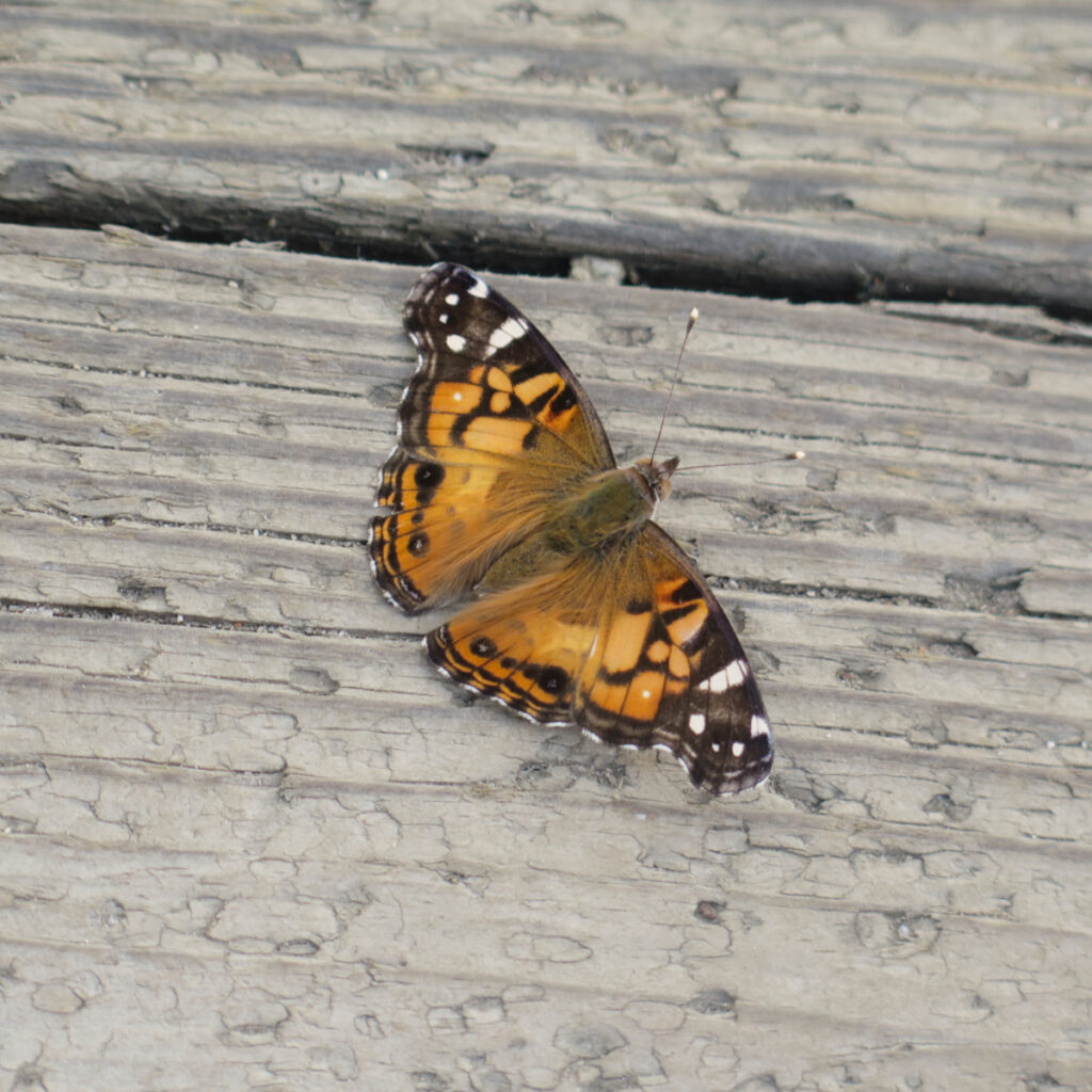 American lady (Vanessa virginiensis)