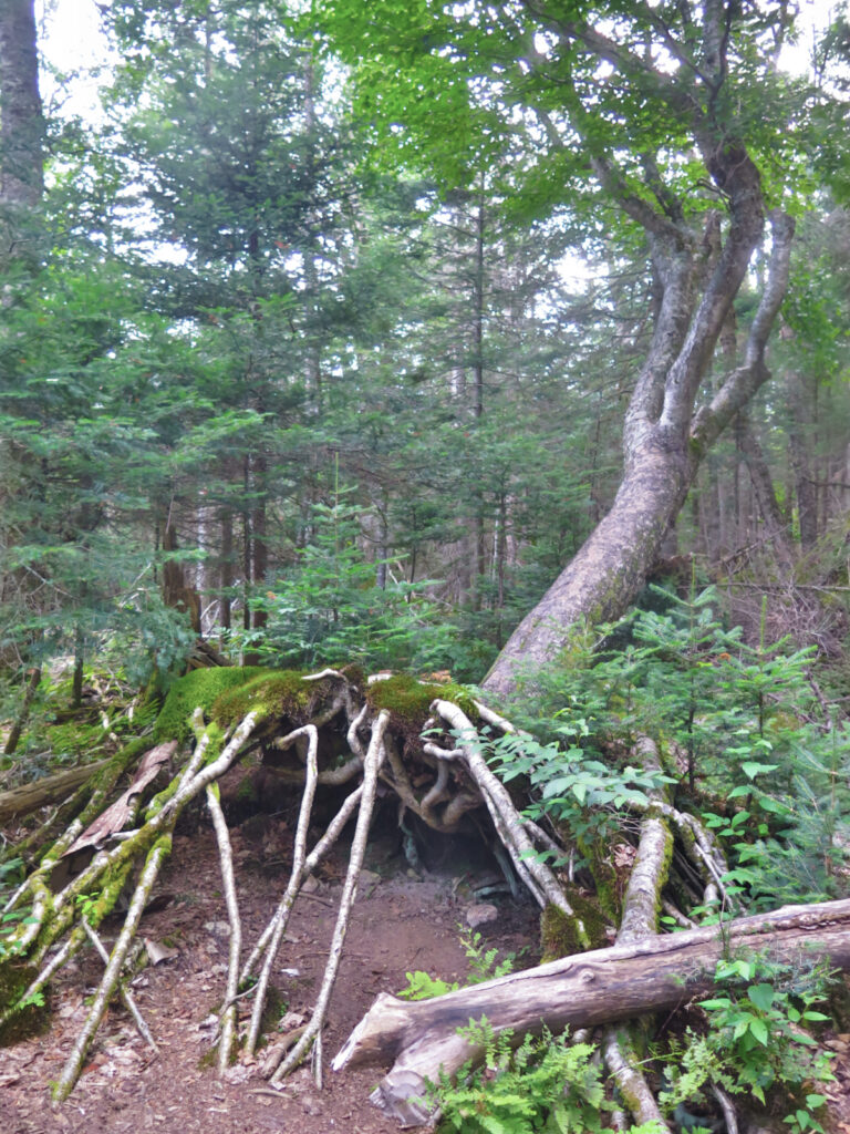 I love that this tree is still hanging on, and indeed, appears to be thriving. 