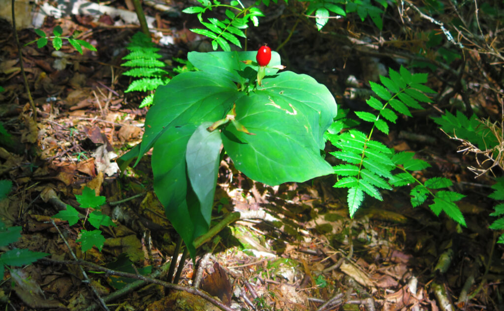 Trillium. Found during Pemi Loop, near Mt Flume. 