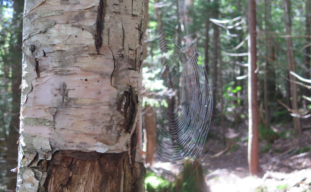 Spider web in sunlight. 