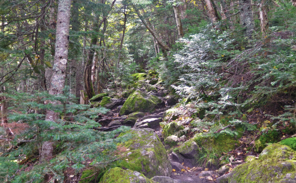 Soft, mossy rocks on the Valley Way trail, heading up Mt Madison/Mt Adams in Randolph, NH
