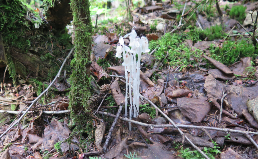 Indian Pipes, AKA Ghost Pipes. A plant devoid of chlorophyll, that gets its sustenance from scavenging fungus that gets its sustenance from nearby plants. Complex. Ephemeral. 