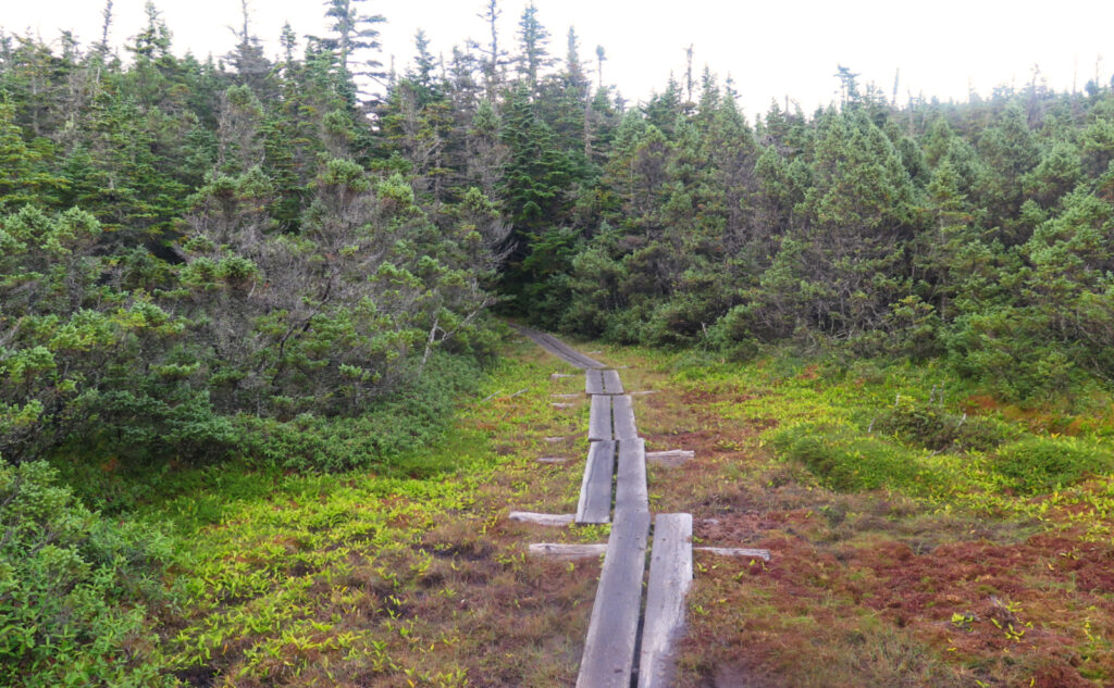 Bog Bridge along the Carter-Moriah trail. 