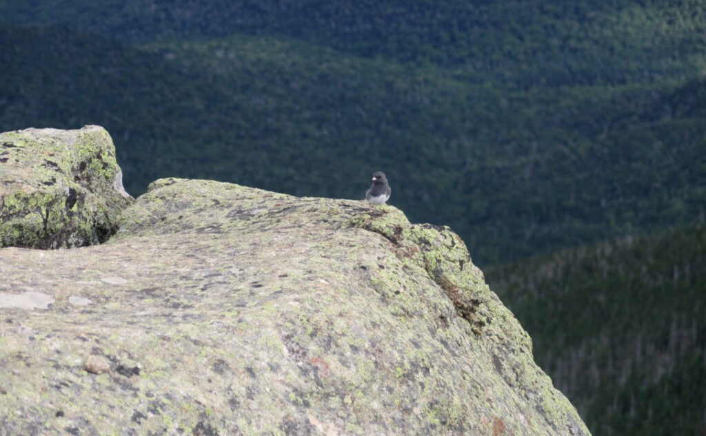 Dark Eyed Junco at the summit of Mt Lincoln. 