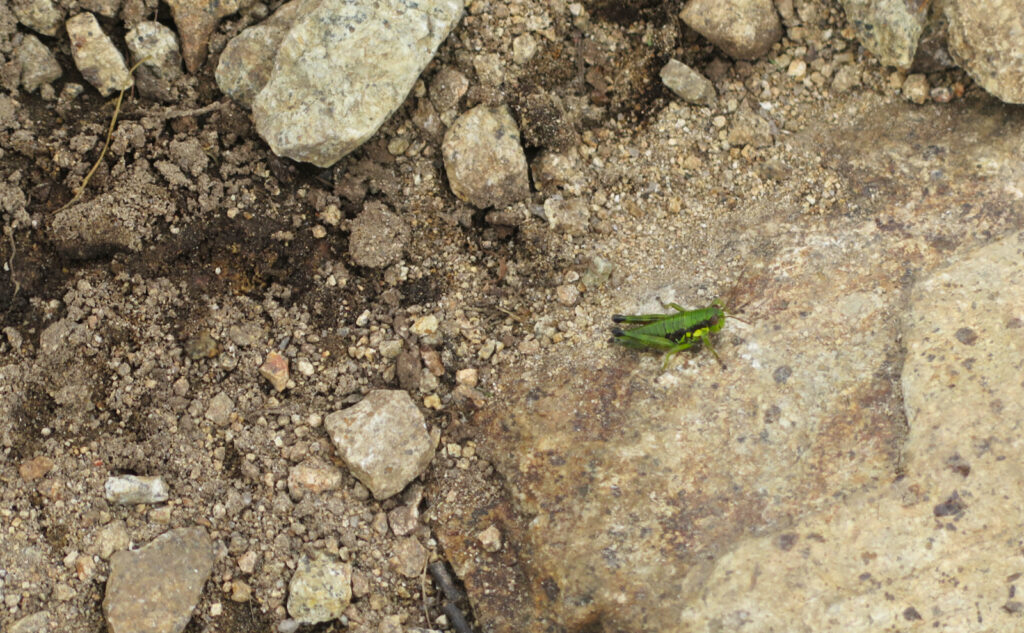 Wingless Mountain Grasshopper. 