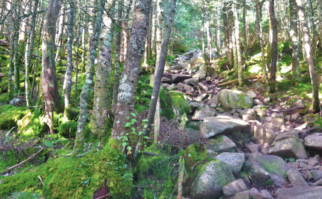 Mossy trees. Rocky trail.