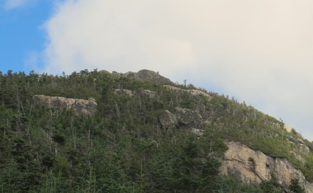 Raven near the summit of North Twin Mountain. 