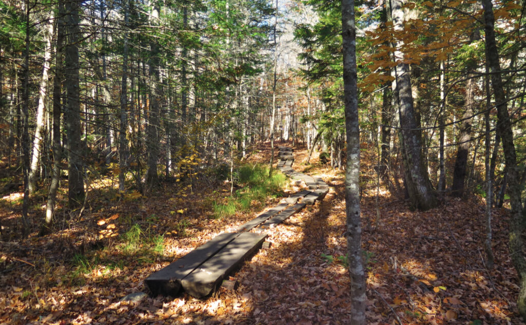 Bog bridge on the Signal Ridge trail, just southeast of the junction with the Carrigain Notch trail. 