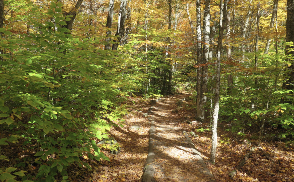 Mt Osceola Trail opener -- quiet trail with some lovely autumn foliage.
