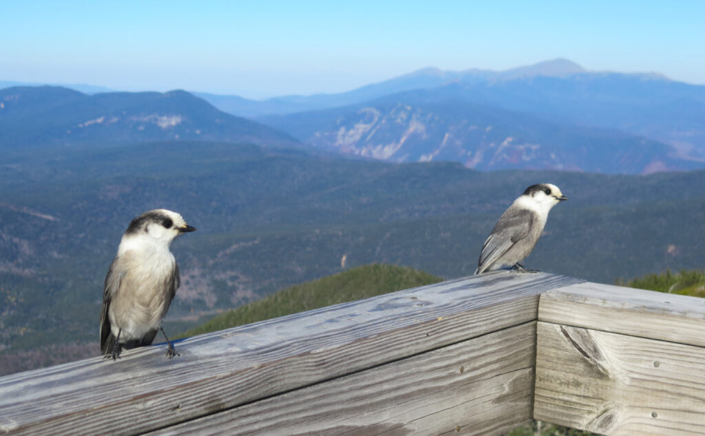 Two Canada jays sitting on a wooden railing with Mt Washington in the background. 