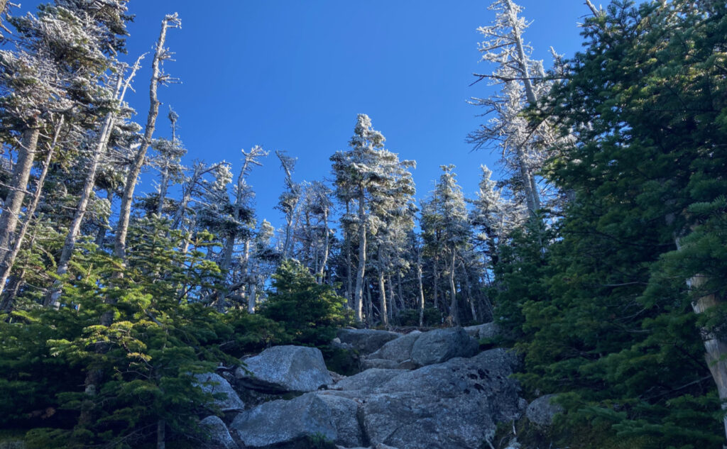 Rime ice just below the Osceola summit. 