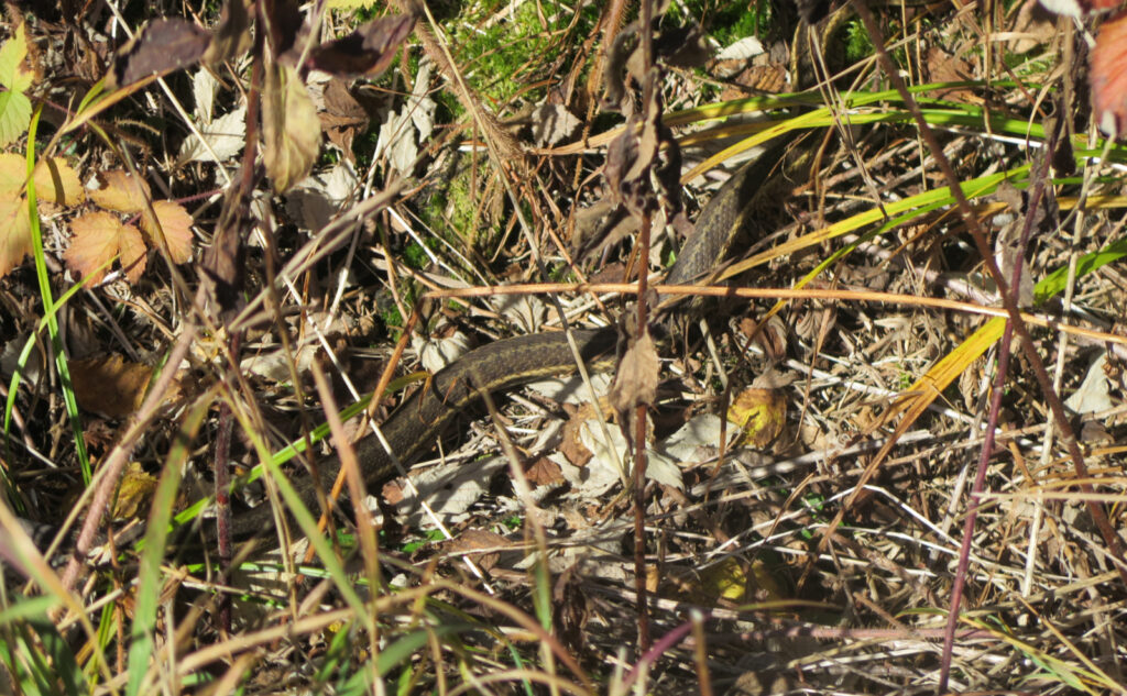 Garter snake found during a hike of Mts Eisenhower, Pierce, and Jackson. 
