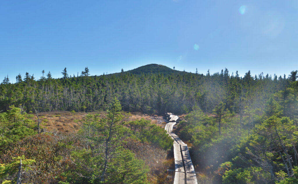 View of Mt Jackson from the bog. 