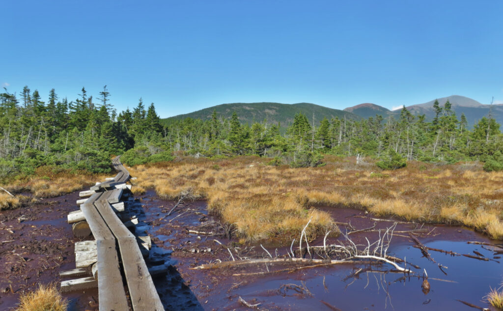 View of Mts Pierce, Eisenhower, and Washington, from the bog below Mt Jackson. 