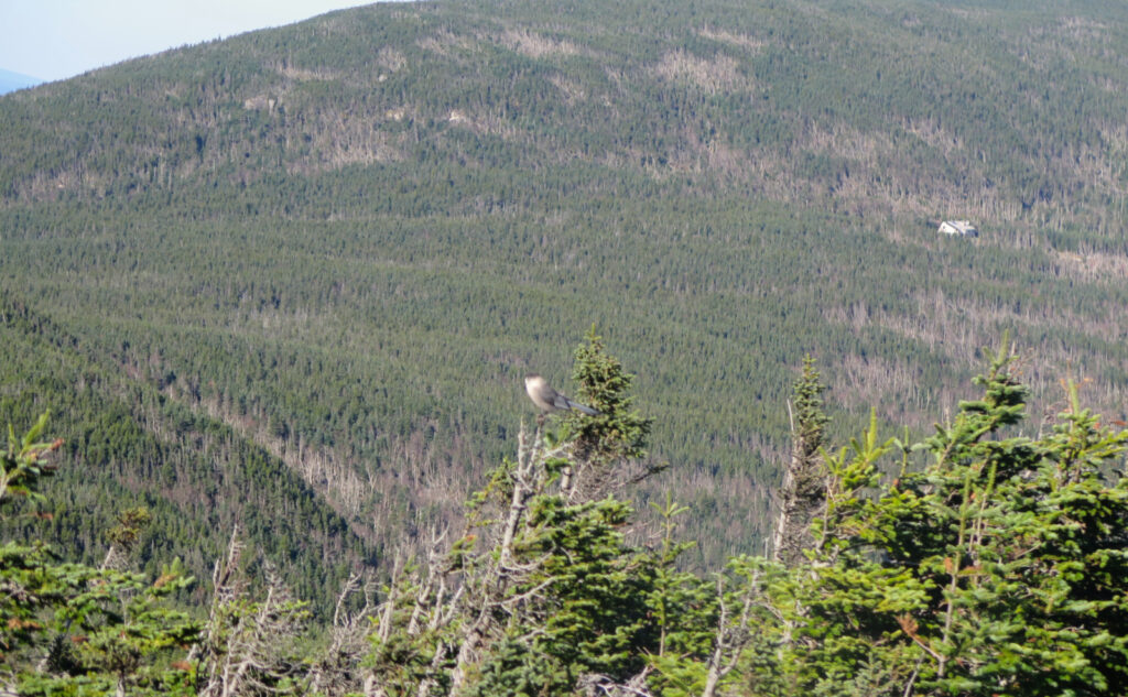 View of a Canada jay, with the AMC Mitzpah Spring hut in the background. 