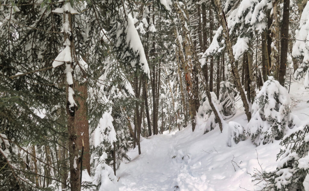 Descending to cross the brook, at about the one mile mark, on the Mt Tecumseh Trail. 