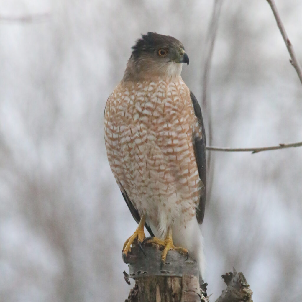 Cooper's hawk, perched on a tree trunk. Truth and beauty, writ large.