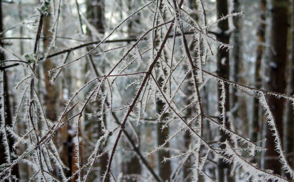Hoar Frost; water vapor that freezes directly to a surface, forming hair-like tendrils. From the Old English, as if the white on an old man's beard. 
