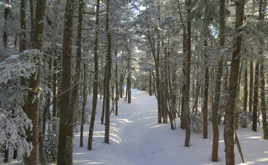 Kinsman Ridge Trail, heading south in the wintertime. Sun speckling through the trees that line the footpath. 