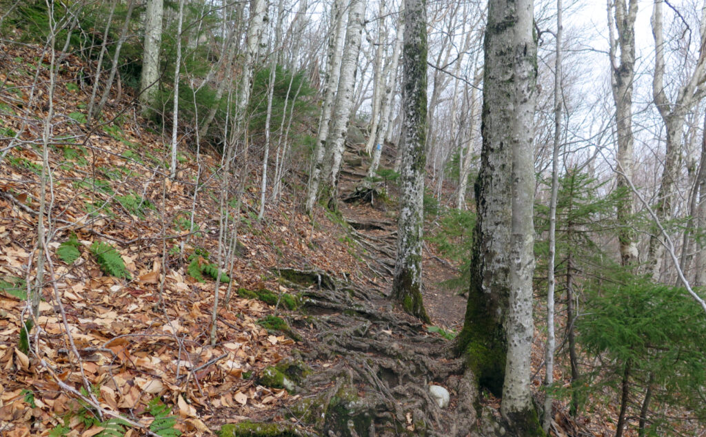 Kinsman Ridge Trail on Cannon Mountain, NH. 