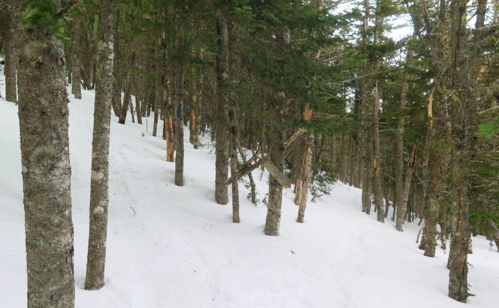 Bifurcation of the Mt Tecumseh trail, near the mountain's summit. Either direction will get you to the top in about the same amount of time. 