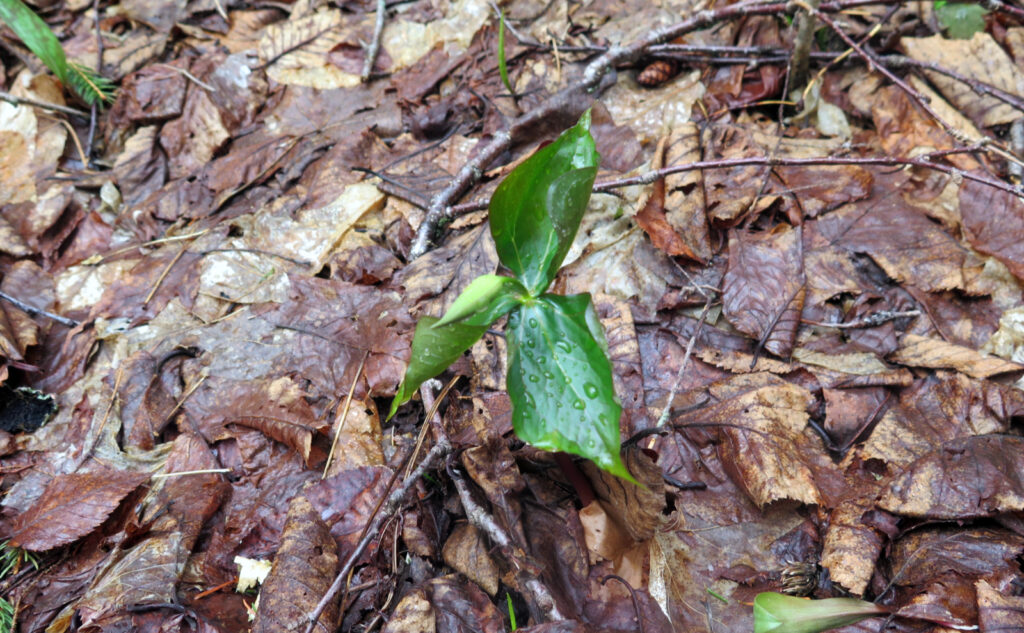 Trillium about to bloom. Mt Moosilauke, Benton, NH